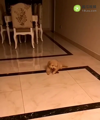 ����ת�ã����ɰ����ã���Ȯ��ʿ������΢��