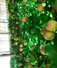 �ϰ���ֲ�������ǰ�����ѿ�ʼ�����ˣ�����