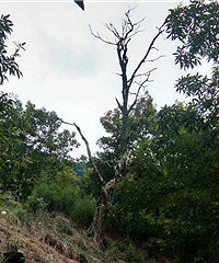 ����ɽ��������������ȴ�ܿ���