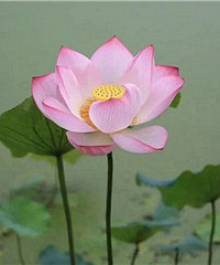 �ٰ�����ĺɻ�ʢ������ʱ