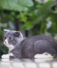 ת��һֻ�ĸ����µļ�������Ӣ������С��è���Ѵ��������磩