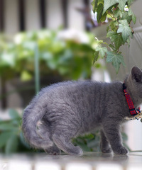 ת�ú��ݱ��ؼ�������Ӣ��������è