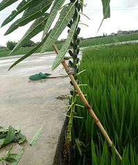 ��ʵ�������ǣ�����Ҳ�ܷ�����