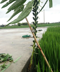 ��ʵ�������ǣ�����Ҳ�ܷ�����