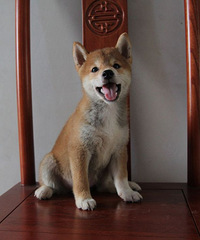 �Żݳ��۲�Ȯ����