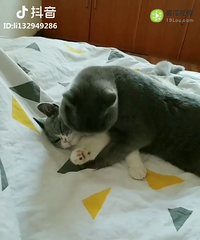 ����ظ�����