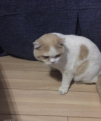 ��è��ʿ��