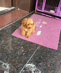 �����С������ ��С��̩�ϻ�ҪС�Ĺ����������2kg���ң�