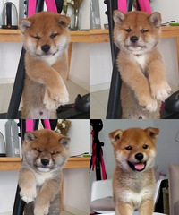 ��Ȯ�������¼�