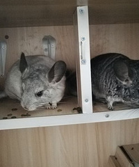 ��èһ�ԣ��ܵܺ����ã���Ѱ�а��ĵ���������