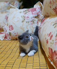 һֻ�ĸ����µļ�������Ӣ������С��è���Ѵ��������磩