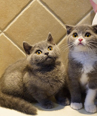 һֻ�ĸ����µļ�������Ӣ������С��è���Ѵ��������磩