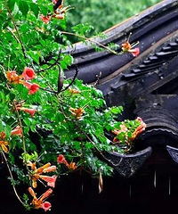 【学点中医】祛除湿气,远离癌症!