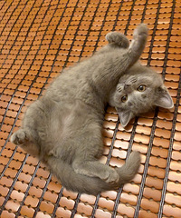 ���ݱ��ؼ�������Ӣ��������è