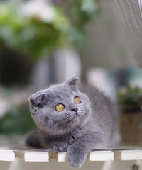 ���ݱ��ؼ�������Ӣ��������è