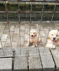 ̨�ݶ��ž���Ȯ�ỷ��չʾ