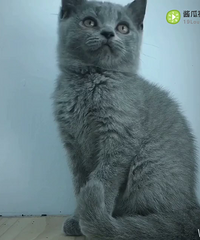 Ӣ����è����2�����£� ����������������