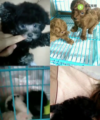 ����̩�����¼�