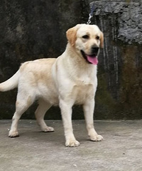 ˫Ѫͳ��������