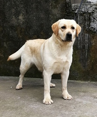 ˫Ѫͳ��������