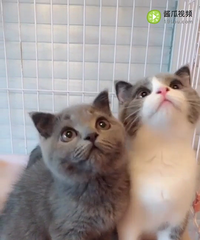 һ�Ѻ��ݱ��ؼ����Ĵ���Ӣ��������è