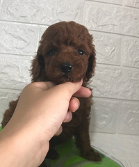 ����С̩���ĸ�������������ĸ����ɫ���죬