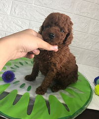 ����С̩���ĸ�������������ĸ����ɫ���죬