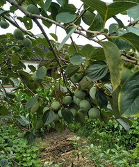 ���µĺ÷羰��