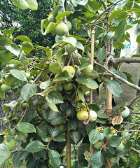 ���µĺ÷羰��