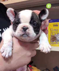 �ڰ׷�ţ�ܵ� �ؼ�888