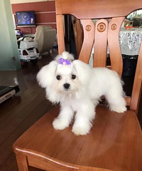 ������˹����