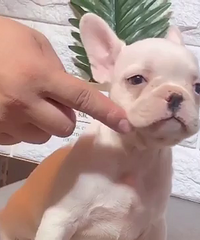 ȫ�׷��� �ؼ�1080