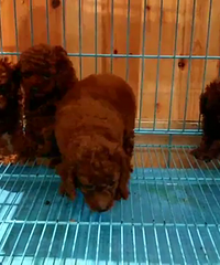 �ԼҺ�ɫ̩��һ�ѻ�ʣ3ֻ���۸���ˣ��۸�