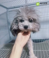 银灰泰迪妹妹800转让