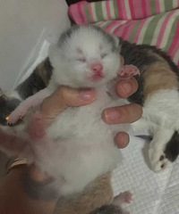 家养高颜值蓝白,乳色加白短毛猫,品相自观