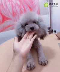 银灰泰迪妹妹800转让