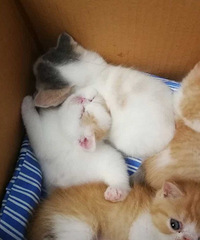 加菲猫纯种健康家养, 爸爸是赛级 小猫都