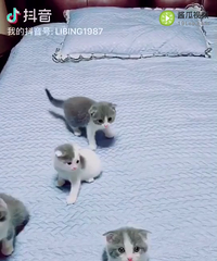 最后四只萌宝找麻麻