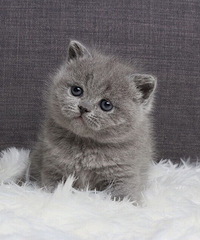 杭州超萌的英短小猫!家养健康便宜