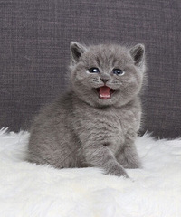 杭州超萌的英短小猫!家养健康便宜