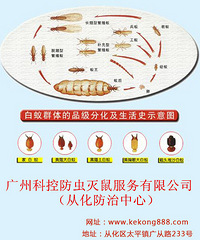 从化白蚁防治哪家好