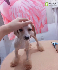 微小泰迪妹妹200小偿领养