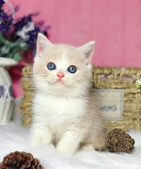 猫咪找粑粑麻麻