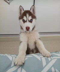 �����µĹ�ʿ���Һ��˼�