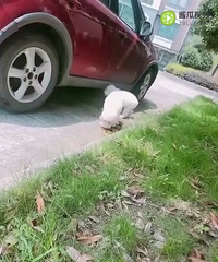 ϲ������ı����ǿ�����