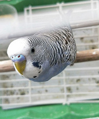 �ƺ�����˵ʲô