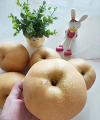 黄圆梨,看的到的美味