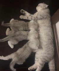 出售个人养的大猫生的 银渐层,非中介猫贩