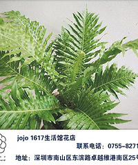怎么挑选合适的绿植|南山后海办公室绿植购买多少钱