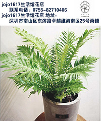 森林系的杂货铺 南山后海办公室绿植哪里购买